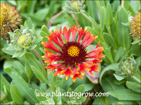 Gaillardia Commotion Frenzy 
tubular petals (ray flowers) with flared tips